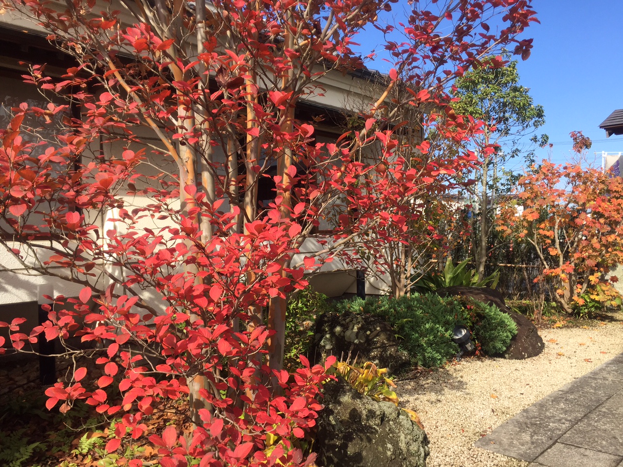 お庭の紅葉が始まりました 野田市 川間 和食 とみやよりお知らせ